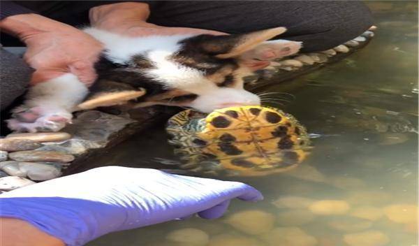 才让|小柯基调戏乌龟被咬到舌头，通过灌辣椒水才龟口脱险，差点成哑巴