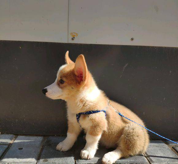 小狗|小柯基就是网友的“开心果”，看到能忘掉所有不开心的事