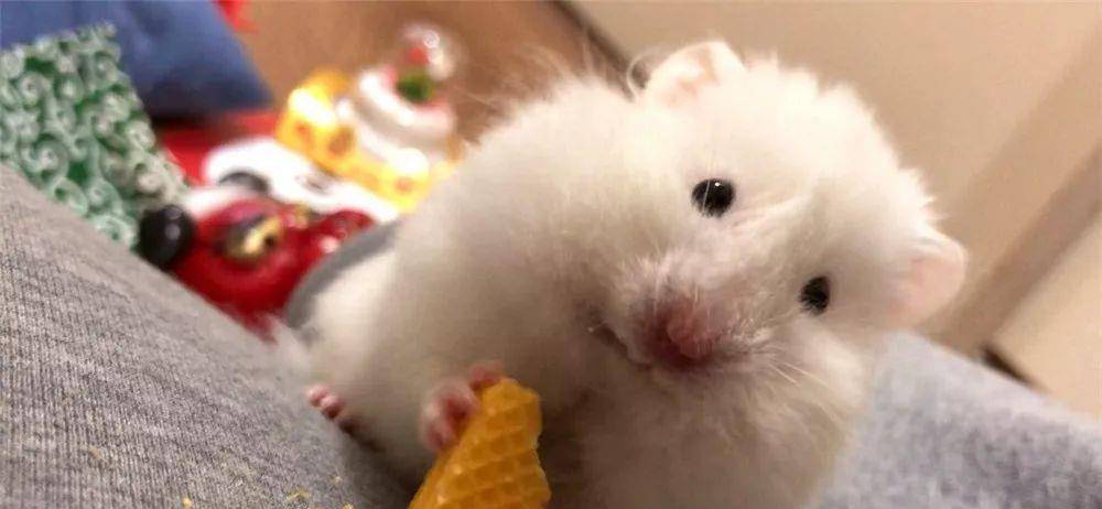 什么|日本网友晒“仓鼠”萌照圈粉，满屏圆滚滚，太可爱了