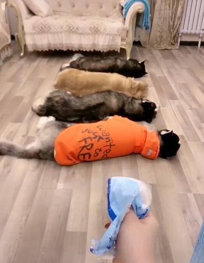 什么|哈士奇和金毛躺地上,听到零食的声音,二哈反应超快!