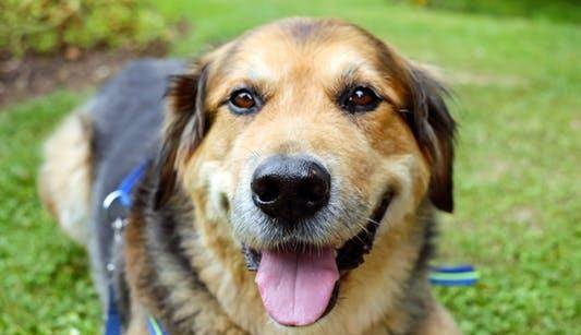 智商|想知道自己家狗狗智商到底有多高?用这几种方式就可以测试出来