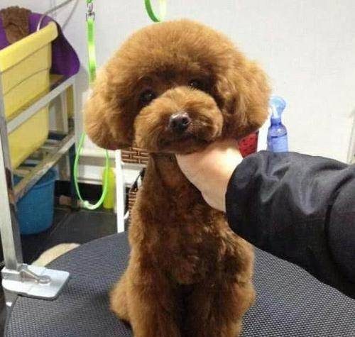 奖励|惊呆!泰迪爱咬主人?这三种秘诀让它乖起来