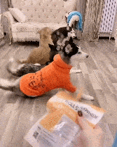 什么|哈士奇和金毛躺地上,听到零食的声音,二哈反应超快!