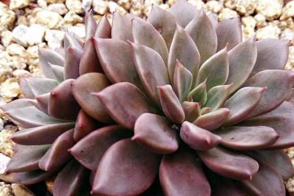 多肉叶插苗怎么移盆 3d8cbcda11cc4684811aca153bce655b.jpeg