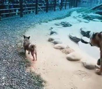 土狗誤入老虎領地, 假裝看不見, 厲害了中華田園犬 萌趣萌寵 第3张