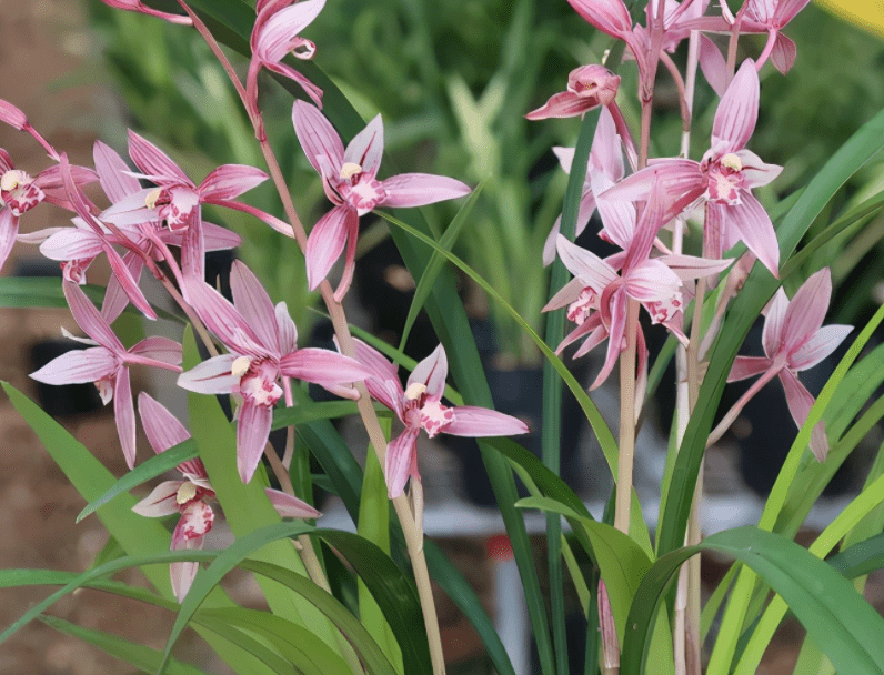 原创市长红1款被名字耽误的兰花开花勤香味浓郁
