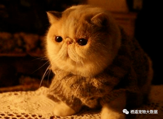 美国|猫咪食欲不振可能是他有小脾气啦!不同猫咪的性格养猫人必看!