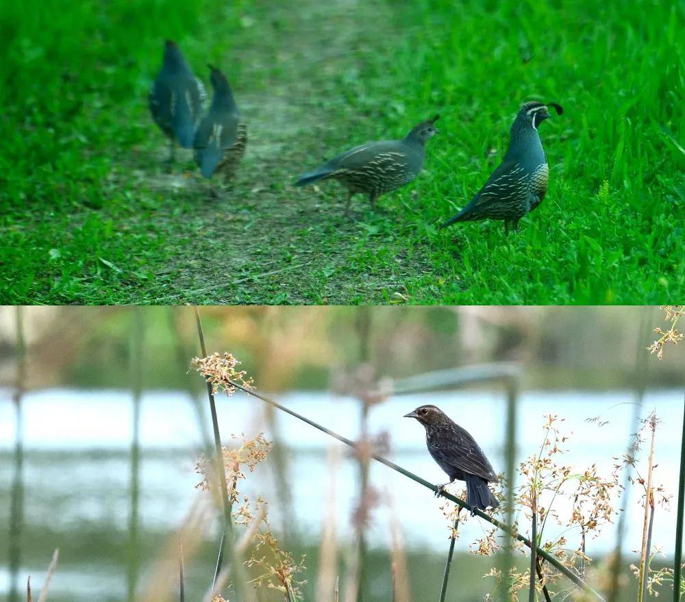 绮丽|【7.28-30 Interwine】马克斯威酒庄——美国纳帕的“谷中之谷”酒庄