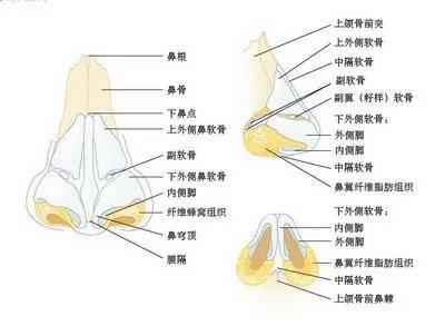 问题|给中年李嘉欣换上刘亦菲同款肉鼻头，会变什么样？
