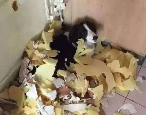 因为|关于边境牧羊犬几个“秘密”，看完很多人改观，直呼想养一只！