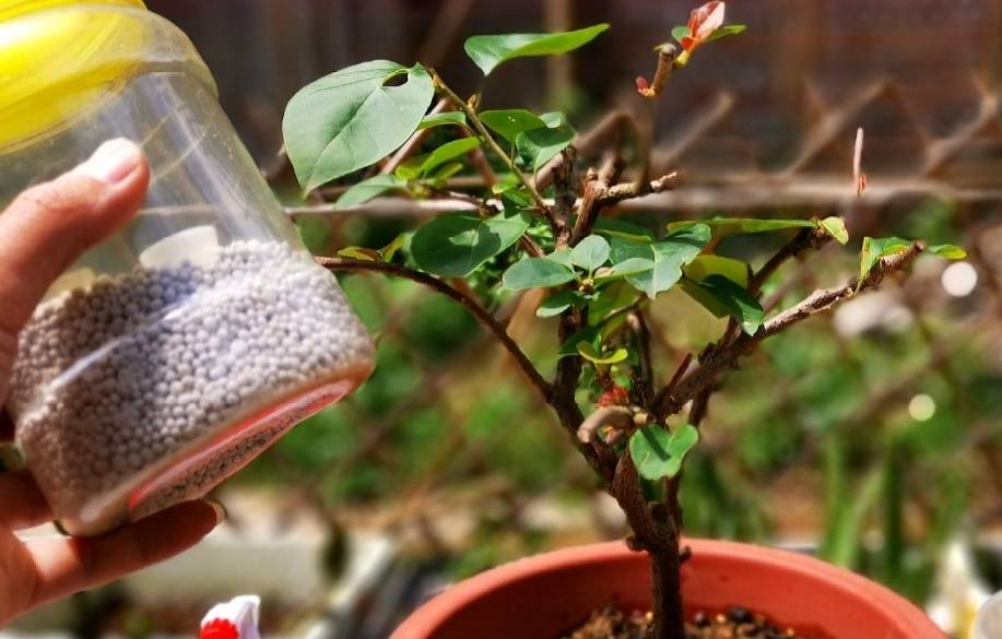 三角梅在不同的生长阶段施肥也不一样,刚修剪完的三角梅,要再次萌发