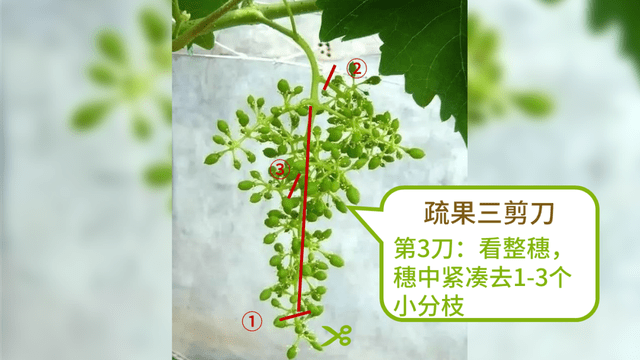 克瑞森葡萄定穗疏果膨大期用药标准来了