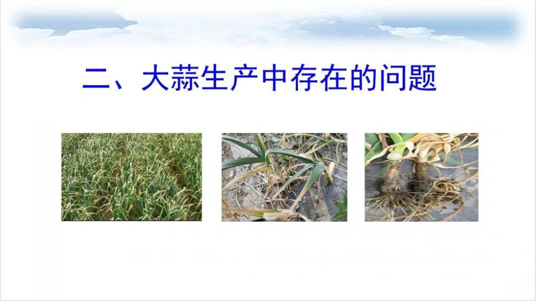 大蒜王,他来啦!_种植