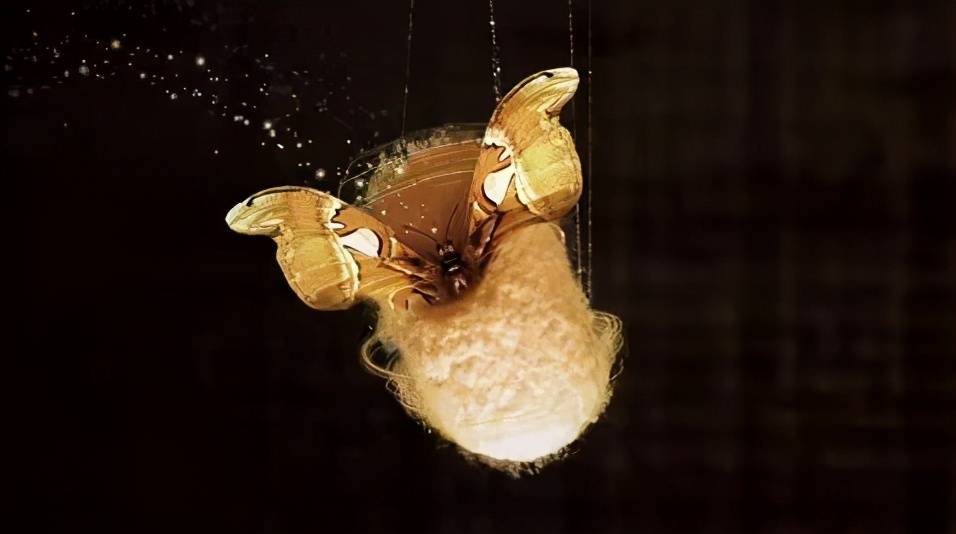 凤凰涅盘 破茧成蝶 希望我们能让             的患者 浴火重生 希望