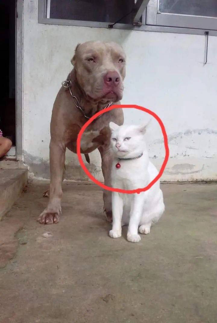 猫从小被比特犬带大眼神都变了好凶啊