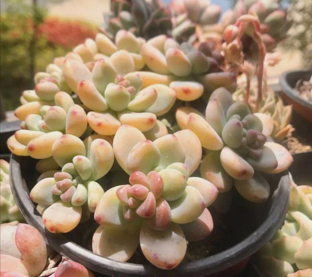 多肉怎么度过三伏天 7a52e26d91334942b4a10067acbab31d.jpeg