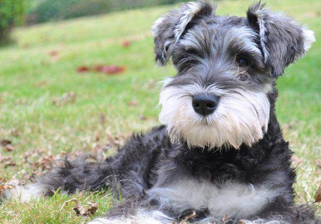 宠物托运广州市到衡水市托运1只雪纳瑞_小雪