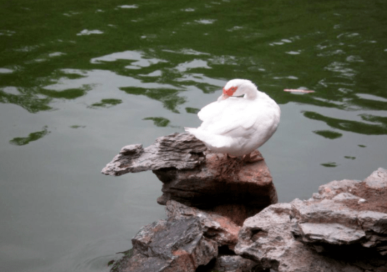 8e25081f29c34b68bf45d8437ce6880f.png