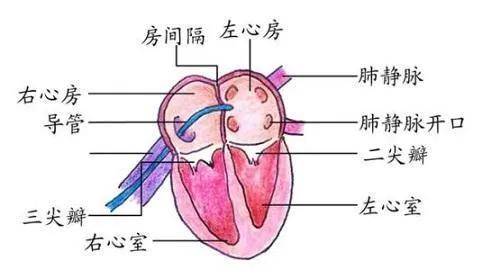 甲状腺|云南中西医结合医院杨昌波：原来甲状腺结节对心脏的危害这么大！