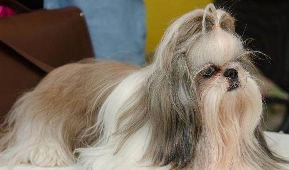 最好的狗排名_世界最好车子排名(2)