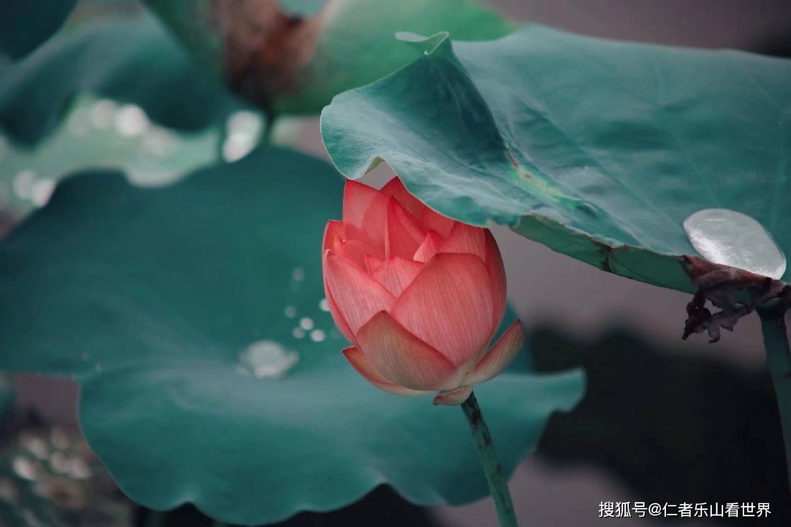 以清净心看世界