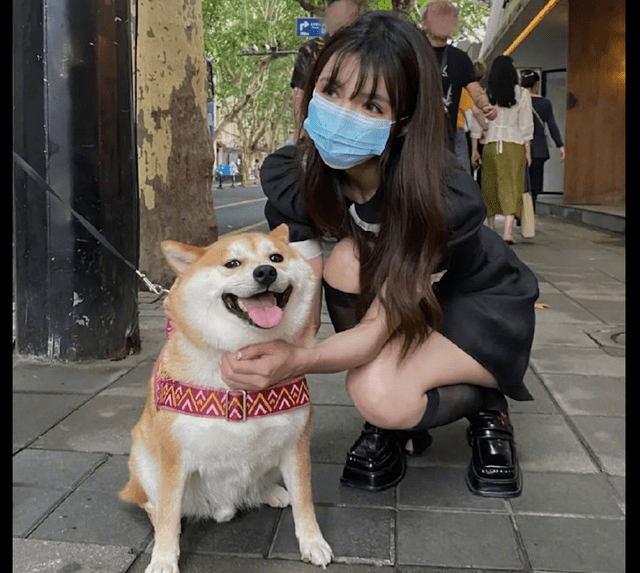 人和柴犬的合照图片