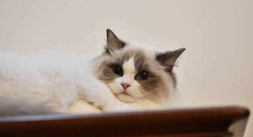 因为|柯基咬住布偶猫的尾巴, 大哥你知道你这一口值多少钱吗