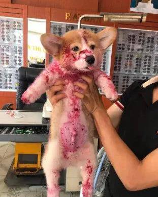 观点评论|狗狗满嘴鲜红,主人以为它们受伤了,靠近看才发现是个误会