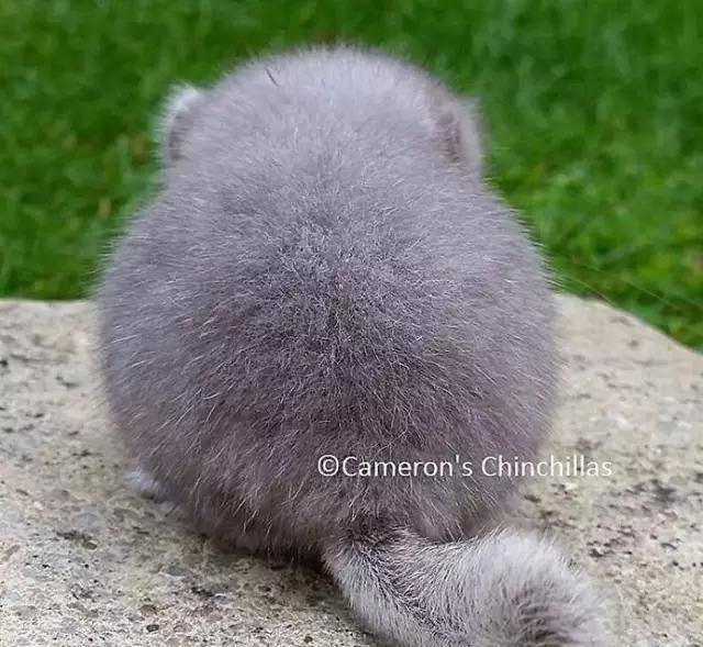 龙猫|比圆, 谁比的过龙猫