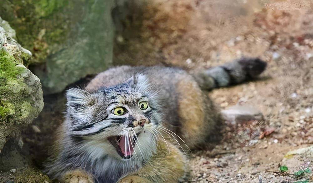 观点评论|第一次养猫？这些猫最好别碰，不然会被“气哭”