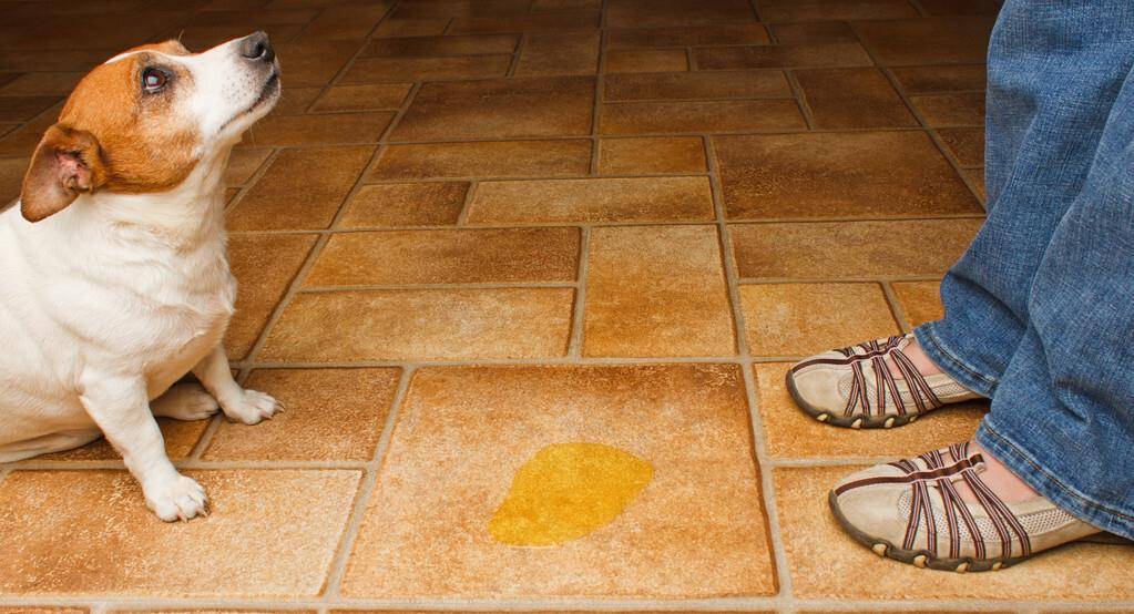 观点评论|狗狗排便时喜欢盯着主人,背后有这6大原因