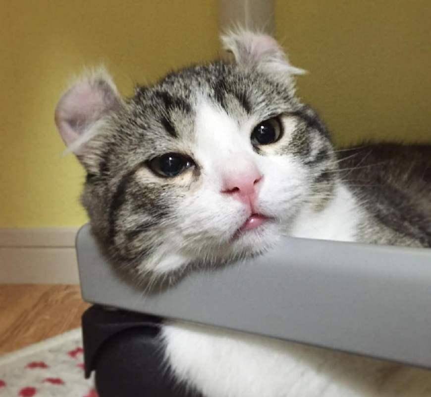 一只猫变成了女孩 80cbba4bc51341eabb707f2145795d20.jpeg