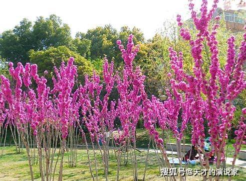 3677h Com 4月19日 邂逅美好爱情 桃花旺则感情浓的生肖