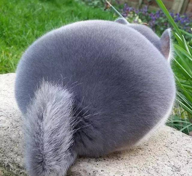 龙猫|比圆, 谁比的过龙猫