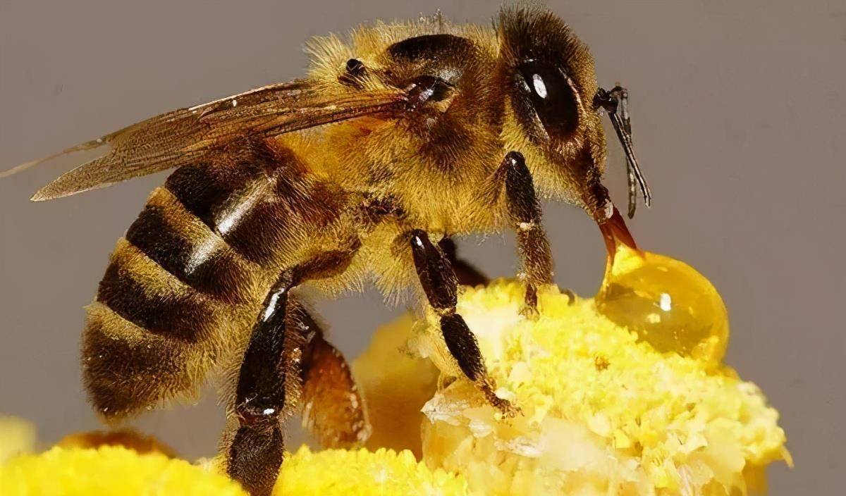 花孩子还成了蜜蜂什么 花下成千成百的蜜蜂