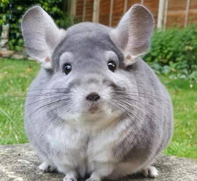 龙猫|比圆, 谁比的过龙猫