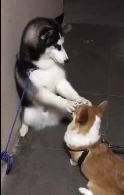 兄弟|二哈打架没赢过, 吵架没输过, 却被短腿柯基给办了