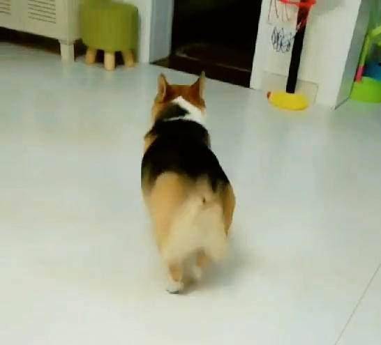 网友|柯基去厨房拿吃饭家伙, 主人看到狗嘴里叼的东西时, 咧着嘴大笑