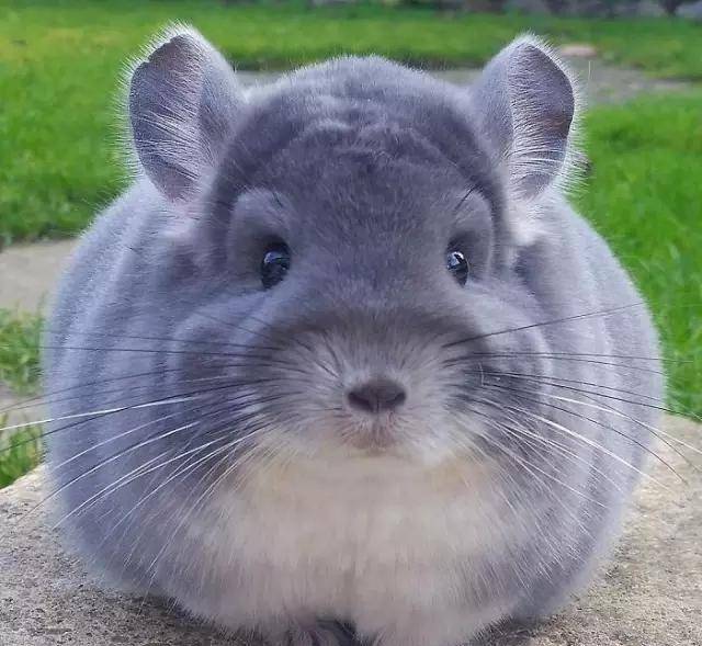 龙猫|比圆, 谁比的过龙猫