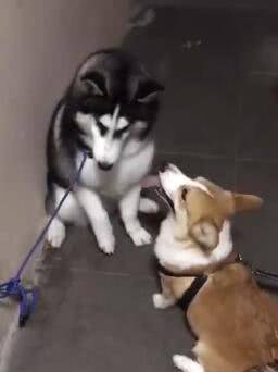 兄弟|二哈打架没赢过, 吵架没输过, 却被短腿柯基给办了