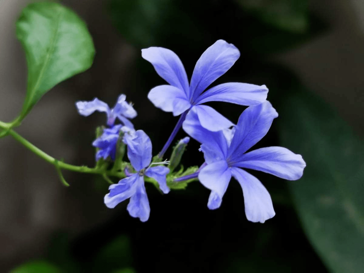 803765d28fae4a34b0b886926f4aacbe.png