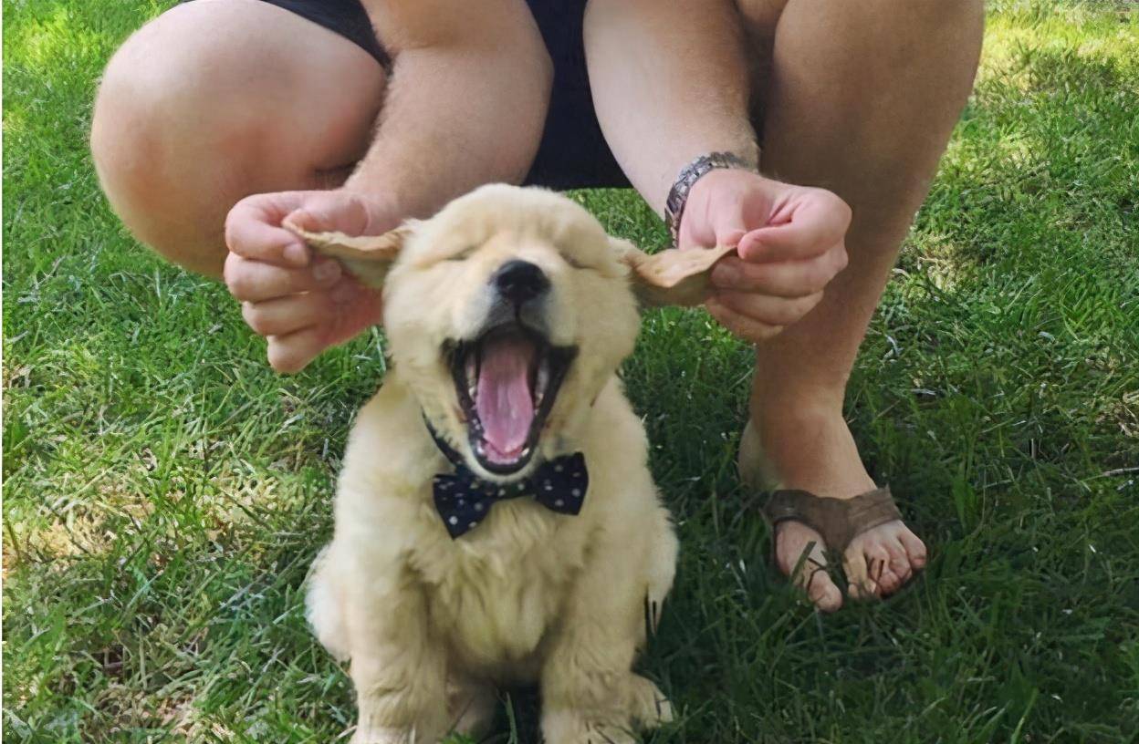 小狗|为何小狗总是向大狗挑衅？难道它不清楚自己打不过对方吗