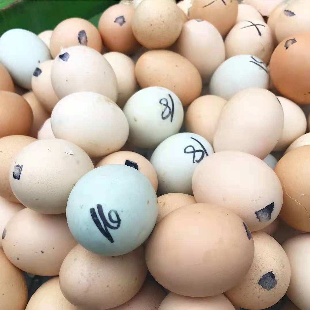 亚洲|美国知名节目，把“吃鸭仔蛋”当惩罚，4万网友：快道歉