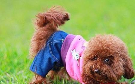 事情|能让“泰迪犬”开心的七件事，建议宠主常做