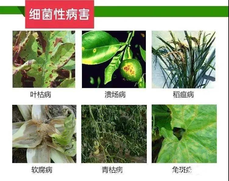 細菌性病害常用防治藥劑:細菌清,中生菌素,喹啉銅,春雷·中生,春雷