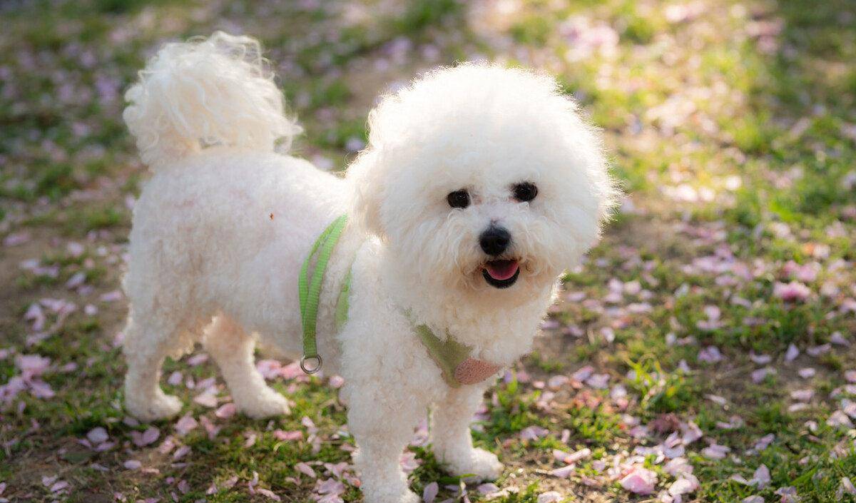 因为|为什么不建议你养比熊犬?这5个缺点,你能忍受几个