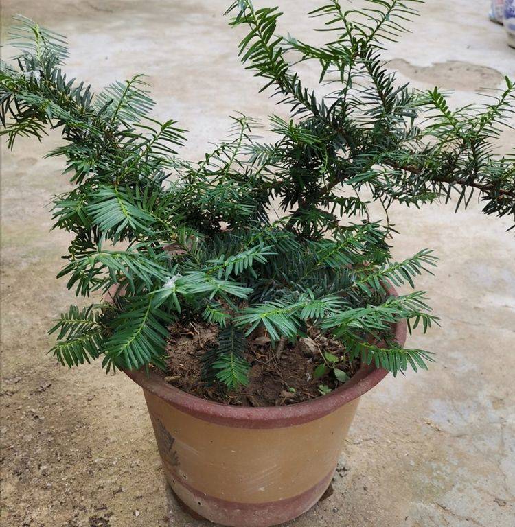 原创养红豆杉盆景满足2个基本条件才能结出漂亮的红豆