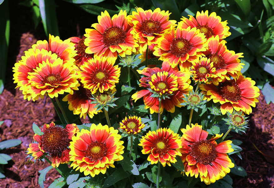 原创家庭养花,拿来绿化建设,选天人菊就对了,花色艳丽,花期长