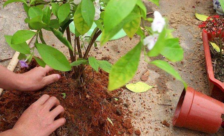 有机肥怎么施才能养花 0ebe80bab67d44588d31875289616dbd.jpeg