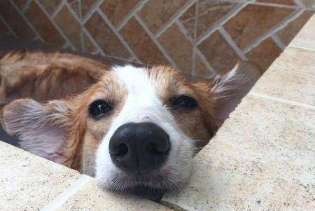 观点评论|面对不爱洗澡的柯基, 网友想出这样的诱骗办法, 屡试不爽!